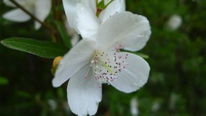 fot. John Tann, Eucryphia lucida