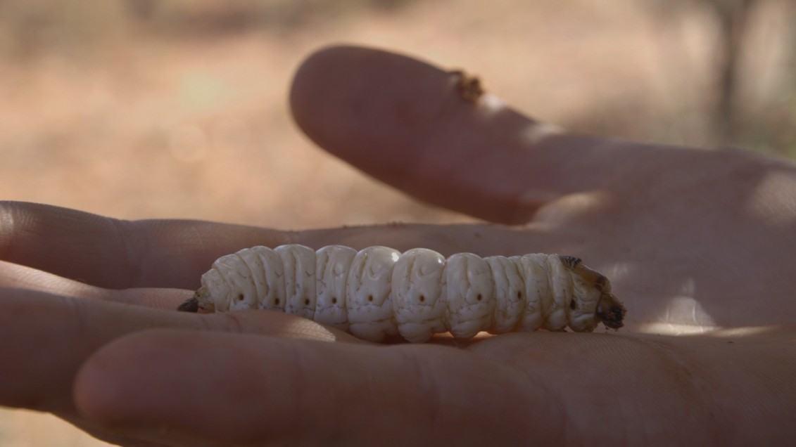 _3_Witchetty_Grub_Australia Fotograf Andreas Johnsen copy